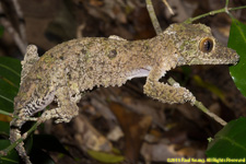 leaf-tailed gecko